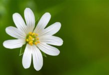 Makro fotografie: pět způsobů, jak zaostřit vaše záběry zblízka